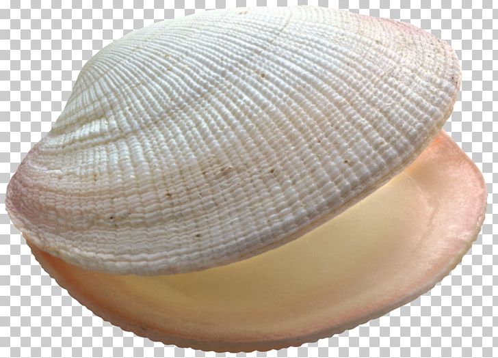 Seashell Clam PNG, Clipart, Animals, Baltic Clam, Cap, Clam, Clams Oysters Mussels And Scallops Free PNG Download