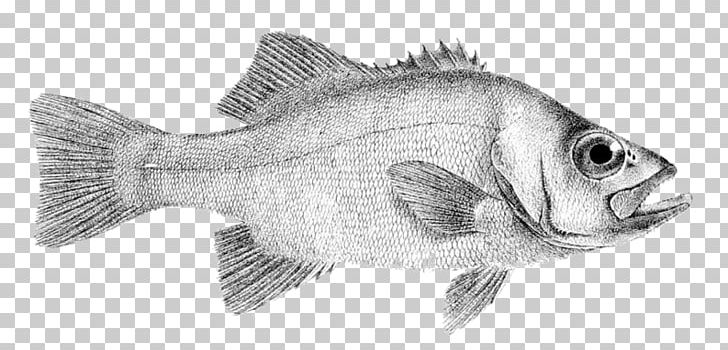 Tilapia Drawing Fish Products Perch Barramundi PNG, Clipart, Animal, Animal Figure, Artwork, Barramundi, Black And White Free PNG Download