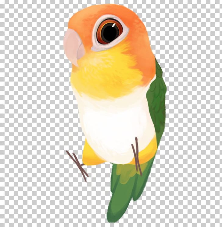 Budgerigar Lovebird Green-thighed Parrot Parakeet PNG, Clipart, Animals, Beak, Belly, Bird, Budgerigar Free PNG Download