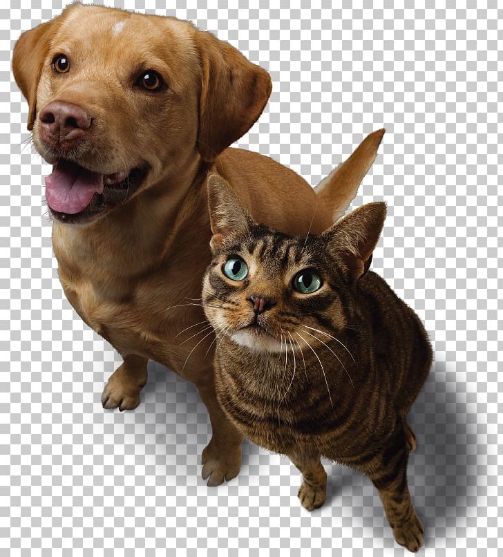 Whiskers Puppy Cat Dog Breed PNG, Clipart, Animals, Breed, Carnivoran, Cat, Cat Dog Free PNG Download