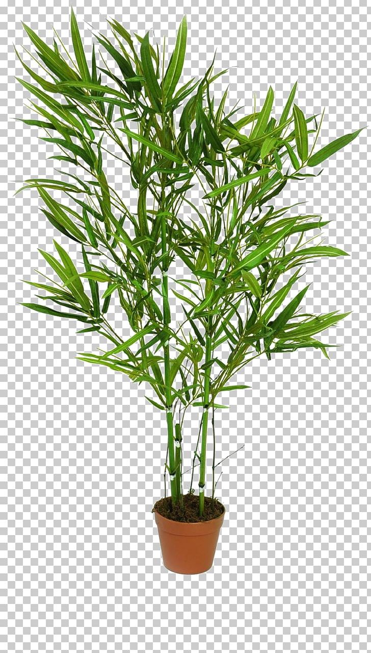 Bamboo Trunk Tree Plant Artificial Flower PNG, Clipart, Arecales, Artificial Flower, Bamboo, Blume, Evergreen Free PNG Download