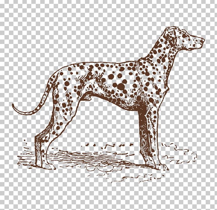 Dalmatian Dog Puppy Dog Breed Hunting Dog PNG, Clipart, Animal, Animals, Carnivoran, Cartoon, Collie Free PNG Download