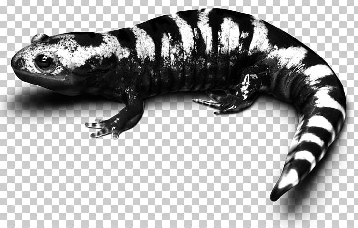 Marbled Salamander Frog Spotted Salamander Lizard PNG, Clipart, Amphibian, Amphibian Foundation, Animal, Animals, Black And White Free PNG Download