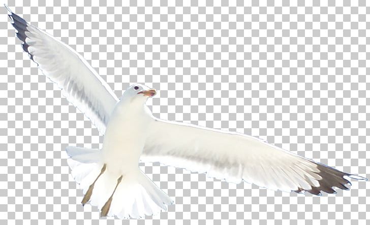 Seabird Gulls European Herring Gull Water Bird PNG, Clipart, American Herring Gull, Animal, Animals, Beak, Bird Free PNG Download