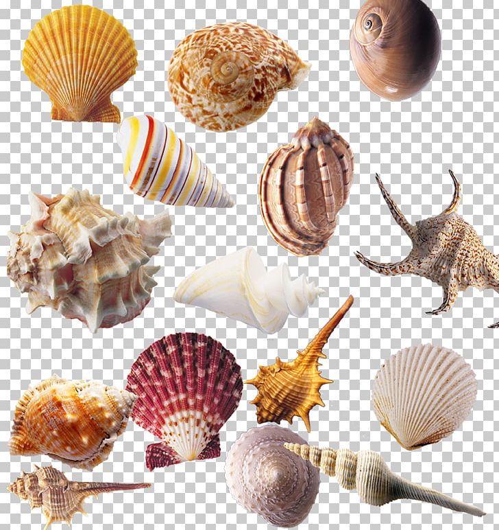 Seashell Sea Snail Shellfish PNG, Clipart, Animal, Animal Product, Bolinus Brandaris, Cartoon Conch, Cockle Free PNG Download