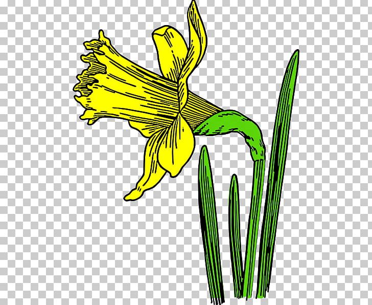 Daffodil Flower Black And White Drawing PNG, Clipart, Art, Artwork, Birth Flower, Black And White, Cut Flowers Free PNG Download