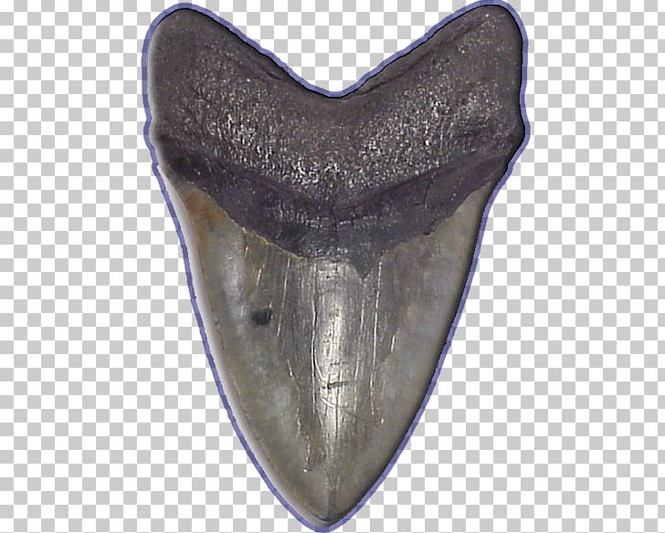 Shark Tooth Megalodon Fossil PNG, Clipart, Animal, Carcharodon, Fossil, Great White Shark, Isurus Free PNG Download