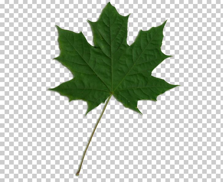 Sycamore Maple American Sycamore Maple Leaf Norway Maple PNG, Clipart, American Sycamore, Canadian Silver Maple Leaf, Leaf, London Plane, Maple Free PNG Download