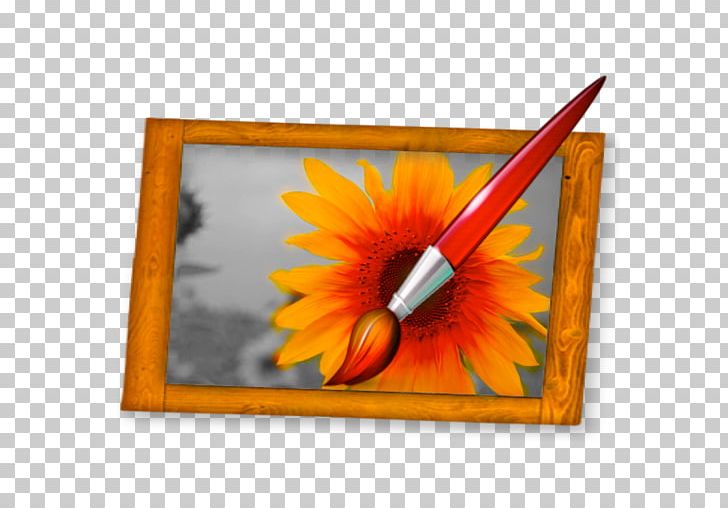 Transvaal Daisy Frames Sunflower M Rectangle PNG, Clipart, Brush, Colour, Daisy Family, Eraser, Flower Free PNG Download