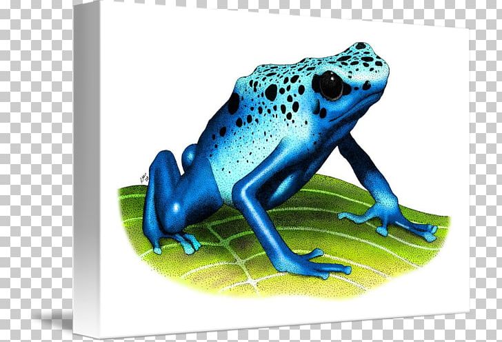 True Frog Tree Frog Toad Blue Poison Dart Frog PNG, Clipart, Amphibian, Art, Blanket, Blue Poison Dart Frog, Canvas Free PNG Download