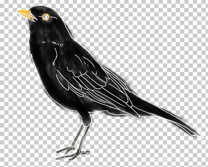 American Crow Common Blackbird Ring Ouzel Black Thrush PNG, Clipart, American Crow, Animals, Beak, Bird, Bird Migration Free PNG Download