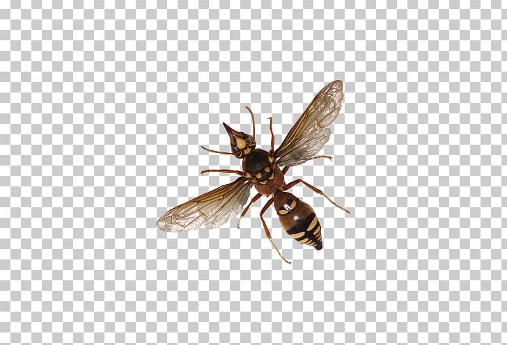 Beetle PNG, Clipart, Animals, Encapsulated Postscript, Honey Bee, Image File Formats, Insects Free PNG Download