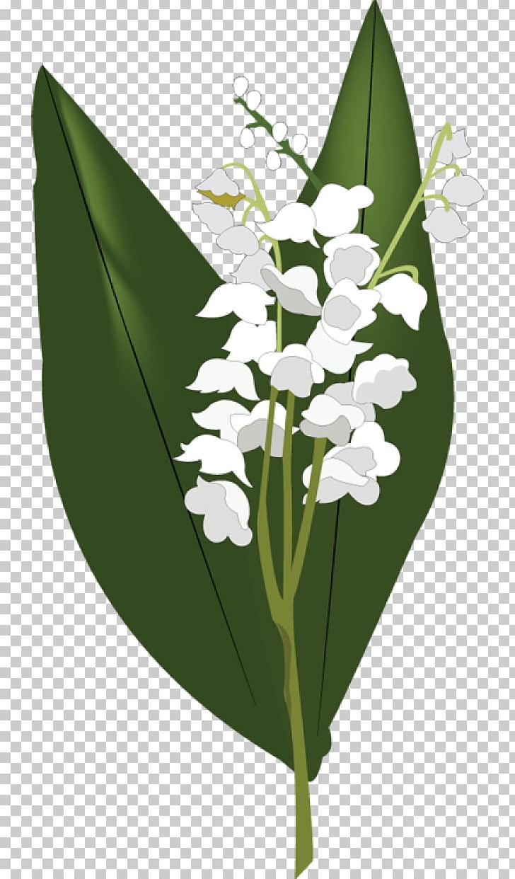 Lily Of The Valley PNG, Clipart, Clip Art, Display Resolution, Download, Flora, Floral Design Free PNG Download