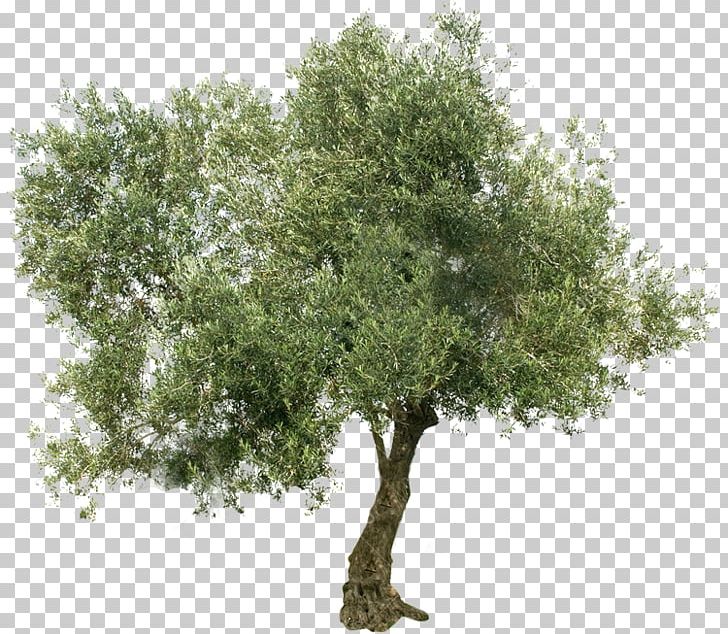 Olive Stock Photography Greek Cuisine Tree Mediterranean Basin PNG, Clipart, Branch, Business Tree, Food Drinks, Greek Cuisine, Mediterranean Basin Free PNG Download
