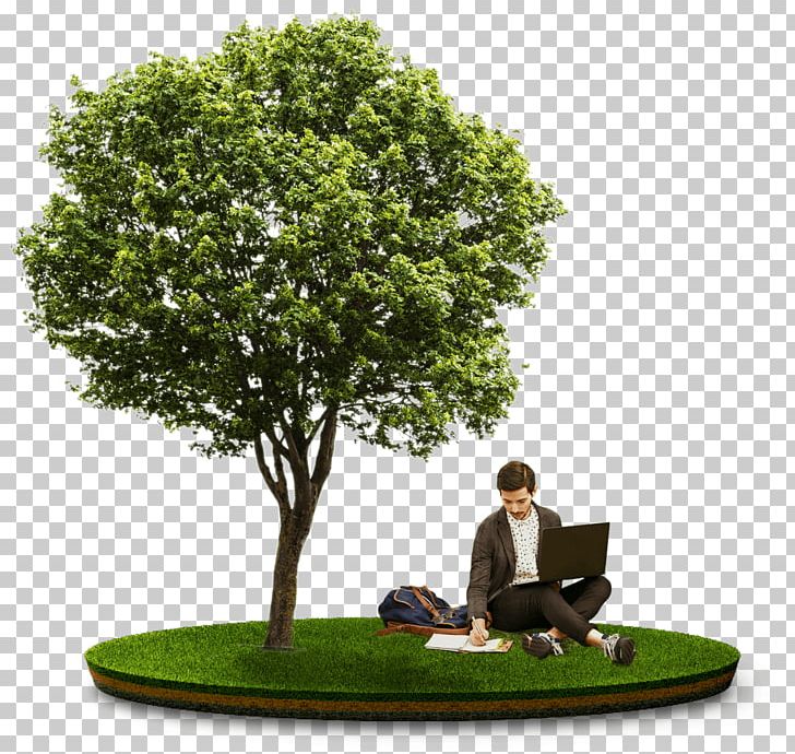 Stock Photography Display Resolution Tree PNG, Clipart, Computer Monitors, Desktop Wallpaper, Display Resolution, Flowerpot, Grass Free PNG Download