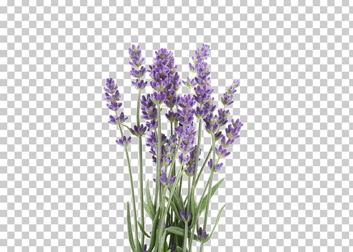 English Lavender Lavender Oil Stock Photography Lavandula Latifolia PNG, Clipart, Common Sage, Doterra, Essential Oil, Flower, Flowering Plant Free PNG Download