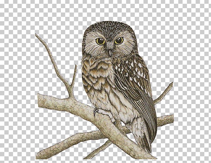 Owl Bird Morepork Drawing PNG, Clipart, Beak, Bird, Bird Of Prey, Color, Drawing Free PNG Download