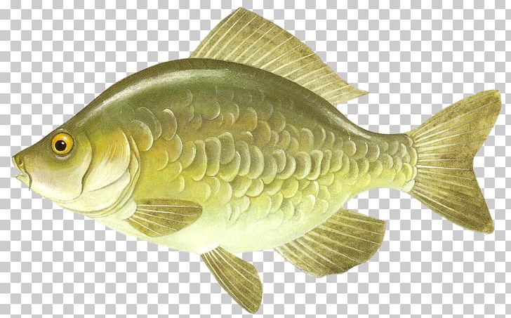 Carp Fish Aquarium Drawing Room PNG, Clipart, Animals, Aquarium, Bony Fish, Carp, Child Free PNG Download