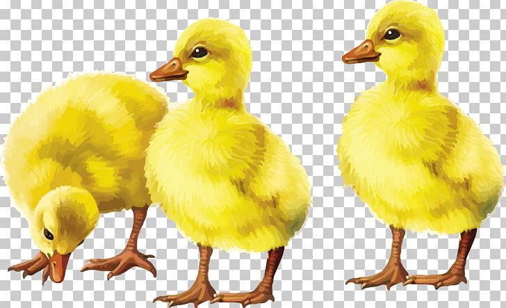 Domestic Duck Bird Goose Baby Duckling PNG, Clipart, Animals, Baby Duckling, Beak, Bird, Domestic Duck Free PNG Download