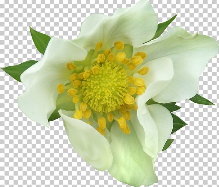 Flower Photography PNG, Clipart, Advertising, Anemone, Artichokes, Cut Flowers, Flower Free PNG Download