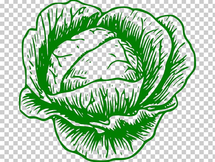 White Cabbage Vegetable Savoy Cabbage PNG, Clipart, Artwork, Black And White, Broccoli, Cabbage, Cauliflower Free PNG Download