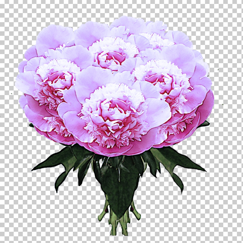 Floral Design PNG, Clipart, Color, Common Peony, Cut Flowers, Floral Design, Flower Free PNG Download