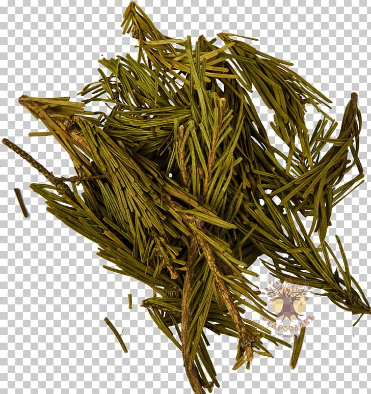 Needle Nilgiri Tea Spruce Dianhong PNG, Clipart, Assam Tea, Baihao Yinzhen, Bai Mudan, Bancha, Biluochun Free PNG Download