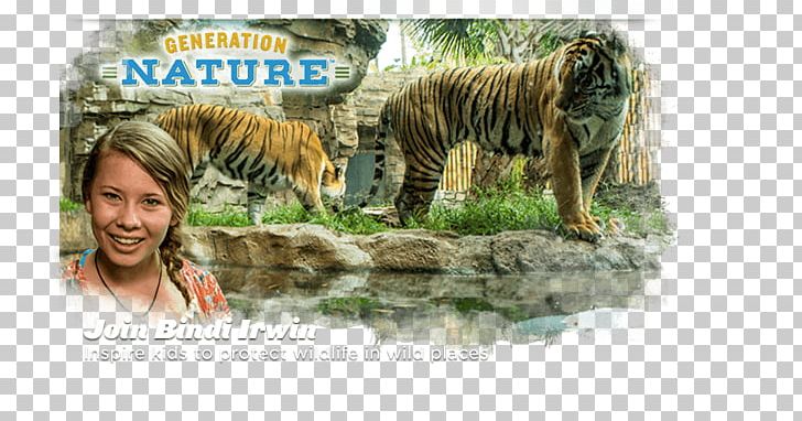 Tiger Lion Wildlife Terrestrial Animal PNG, Clipart, Animal, Animals, Big Cats, Bindi, Carnivoran Free PNG Download