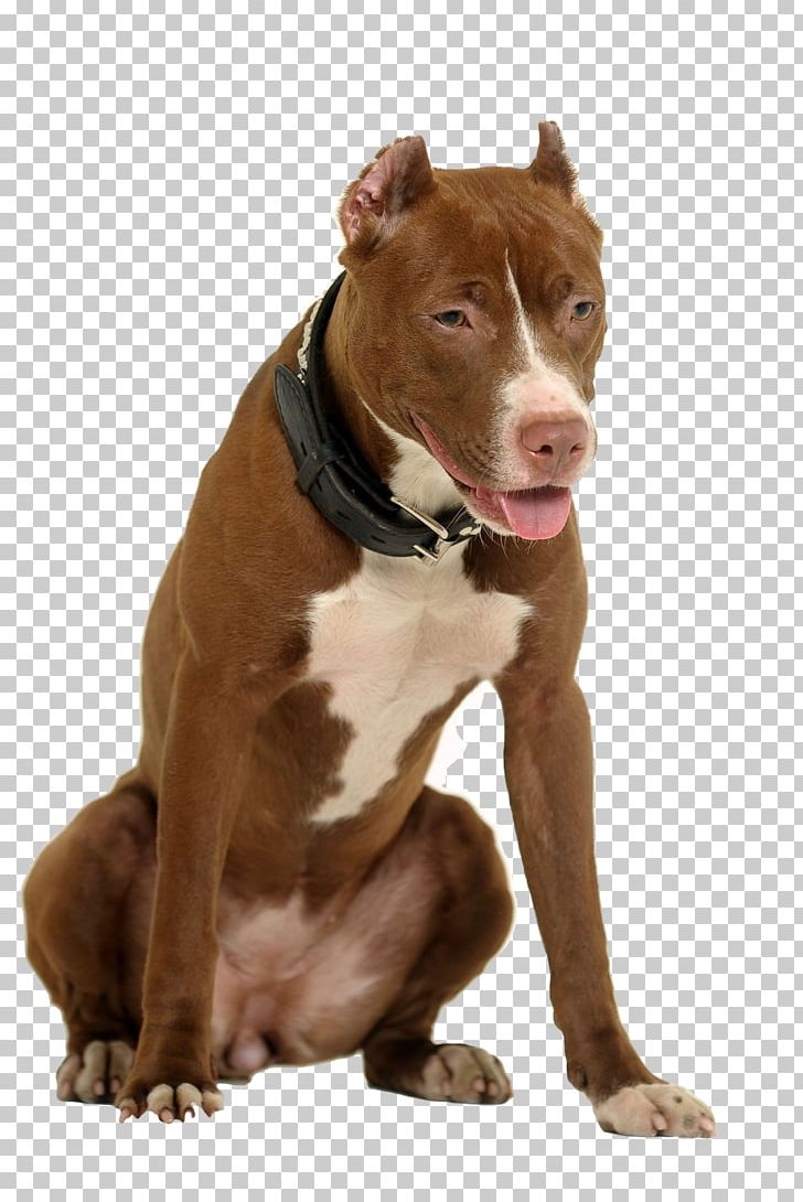 American Pit Bull Terrier Dog Breed American Staffordshire Terrier Staffordshire Bull Terrier PNG, Clipart, American Pit Bull Terrier, American Staffordshire Terrier, Animals, Bull, Bulldog Free PNG Download