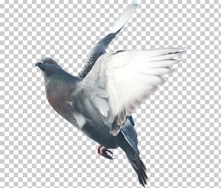 Domestic Pigeon Columbidae Bird Fancy Pigeon PNG, Clipart, Animals, Beak, Bird Flight, Domestic Pig, Encapsulated Postscript Free PNG Download