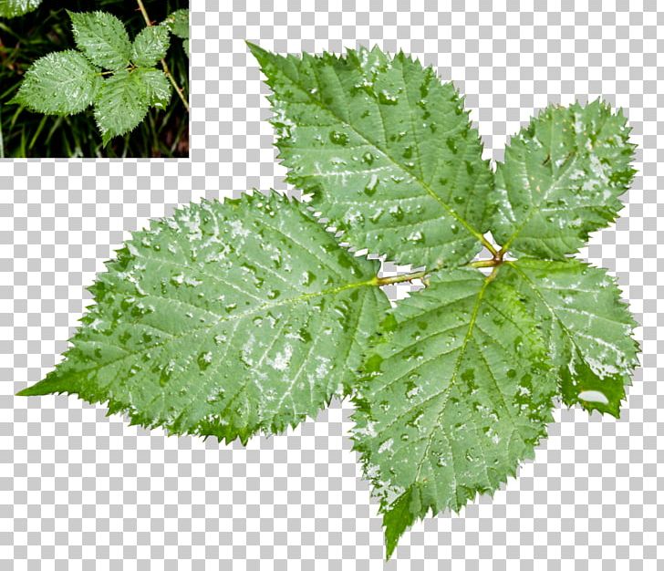 Leaf Stock Photography PNG, Clipart, Deviantart, Flower, Flower Garden, Herb, Herbalism Free PNG Download