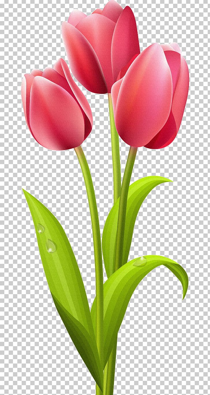 Tulip Flower Rose PNG, Clipart, Art, Cut Flowers, Floral Design, Floristry, Flower Free PNG Download