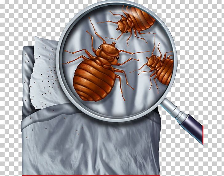 Bed Bug Control Techniques Pest Control Bed Bug Bite PNG, Clipart, Arthropod, Bed, Bed Bug, Bedbug, Bed Bug Bite Free PNG Download