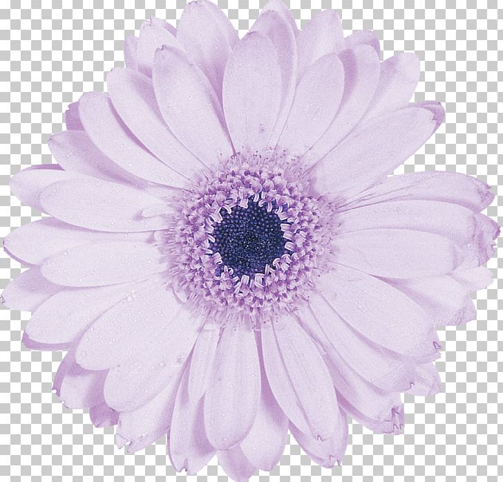 Cut Flowers Photography Petal Purple PNG, Clipart, Aster, Black And White, Blue, Chrysanthemum, Chrysanths Free PNG Download