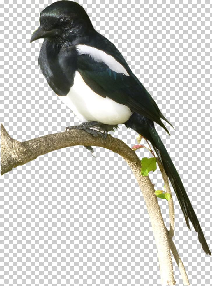 Eurasian Magpie Bird .com Beak PNG, Clipart, Aile, American Sparrows, Animal, Animals, Animal Sauvage Free PNG Download