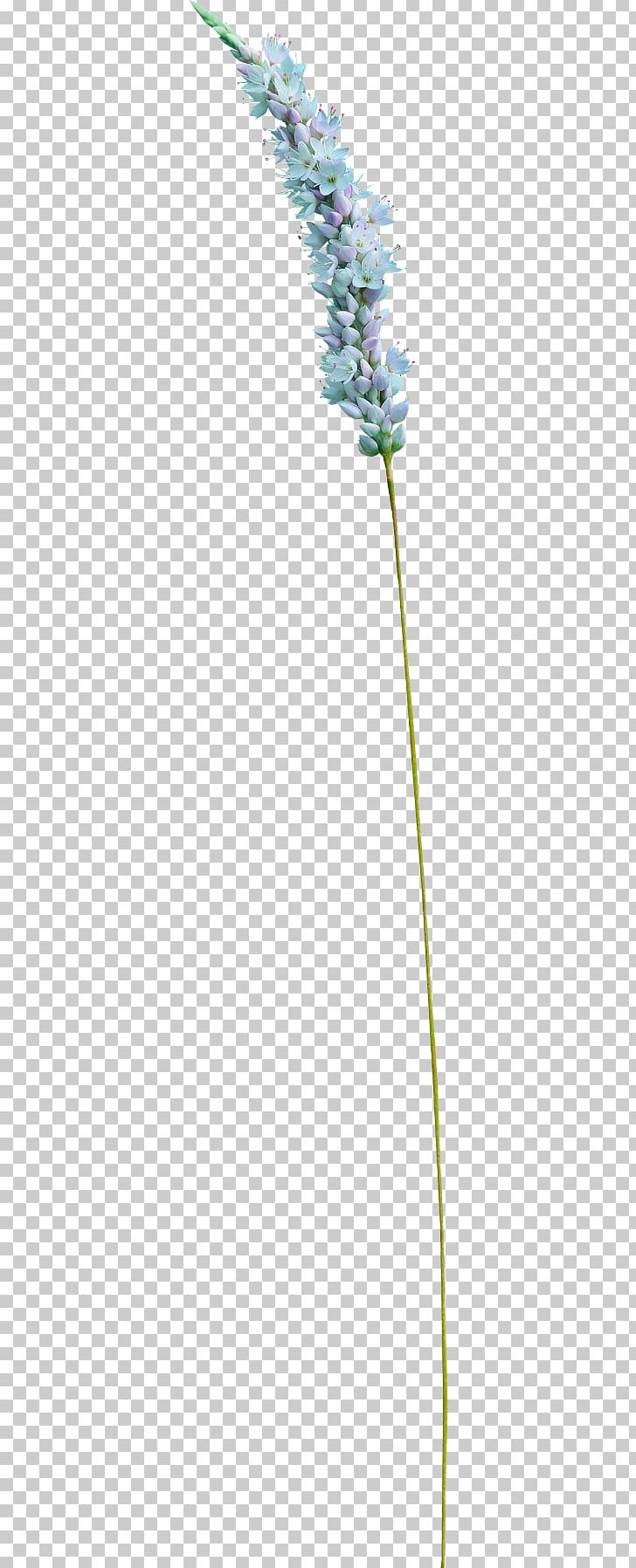 Grasses Flower Plant Stem Angle Lavender PNG, Clipart, Angle, Artificial Grass, Cat, Cat Grass, Cats Free PNG Download