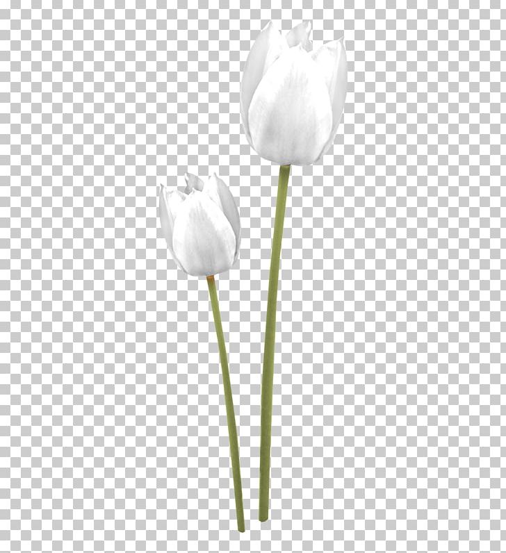 Tulip White Cut Flowers Petal Plant Stem PNG, Clipart, Black And White, Cut Flowers, Flower, Flowering Plant, Flowers Free PNG Download