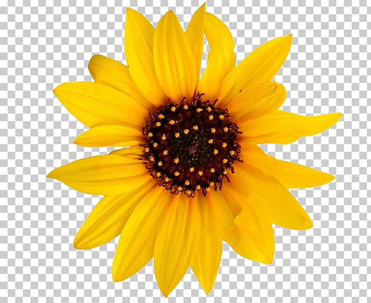 Common Sunflower Graphics PNG, Clipart, Common Sunflower, Cut Flowers, Daisy Family, Flower, Flowering Plant Free PNG Download