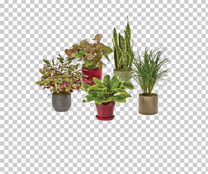 Cut Flowers Flowerpot Houseplant Herb PNG, Clipart, Cut Flowers, Flower, Flowerpot, Flowers, Gift Free PNG Download