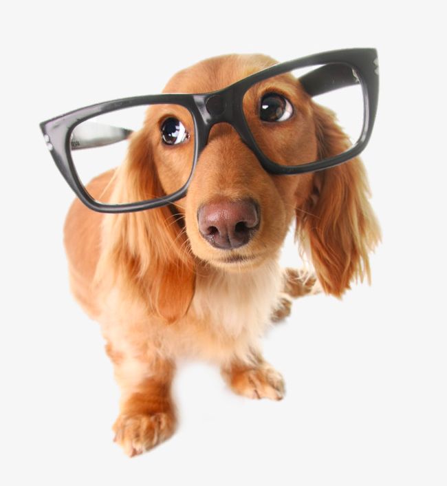 Dog With Glasses PNG, Clipart, Animal, Clips, Creative, Decorative, Decorative Material Free PNG Download