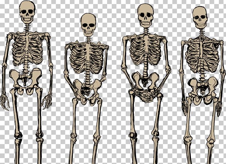 Human Skeleton Bone PNG, Clipart, Bone, Fantasy, Homo Sapiens, Human, Human Skeleton Free PNG Download