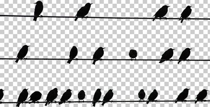 Bird On A Wire Beak Bird On A Wire PNG, Clipart, Angle, Animal, Animals, Beak, Bird Free PNG Download