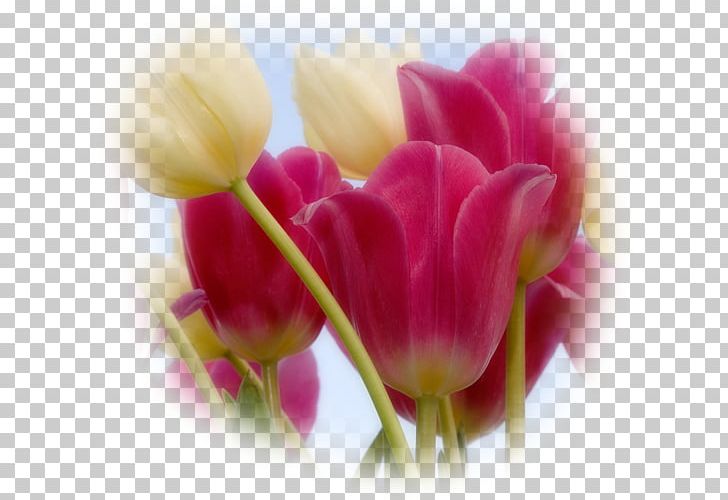 Flower Bouquet Tulipa Linifolia Tulipa Gesneriana Desktop PNG, Clipart, Bud, Cari, Cicek, Closeup, Color Free PNG Download