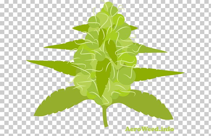 Leaf Herbalism Plant Stem Tree PNG, Clipart, Grass, Herb, Herbalism, Leaf, Plant Free PNG Download