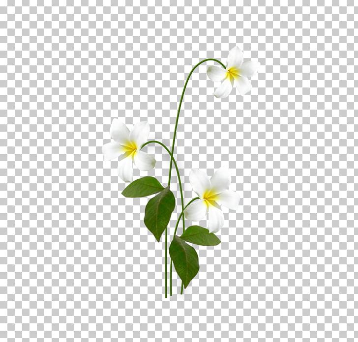 Wildflower Desktop PNG, Clipart, Animated, Blog, Branch, Computer, Computer Wallpaper Free PNG Download