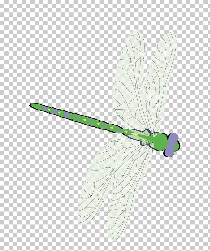 Butterfly Green Feather Moth Pattern PNG, Clipart, Butterfly, Cartoon Dragonfly, Dragonflies, Dragonfly Wings, Dragonfly With Flower Free PNG Download