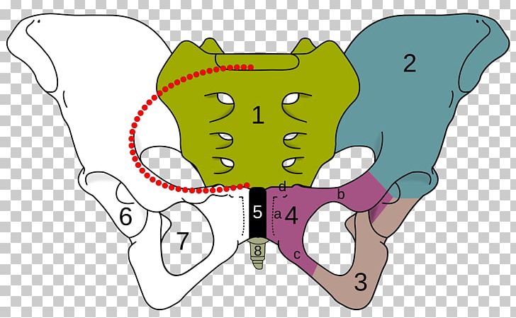 Ischiopubic Ramus Obturator Foramen Pubis Superior Pubic Ramus Inferior Pubic Ramus PNG, Clipart, Angle, Artwork, Bone, Cartoon, Fictional Character Free PNG Download