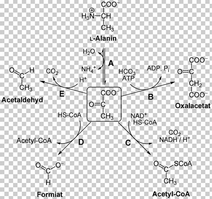 Pyruvic Acid Pyruvate Carboxylase Pyruvate Dehydrogenase Complex Pyruvate Decarboxylation PNG, Clipart, Ace, Acetyl Group, Angle, Anion, Chemical Reaction Free PNG Download