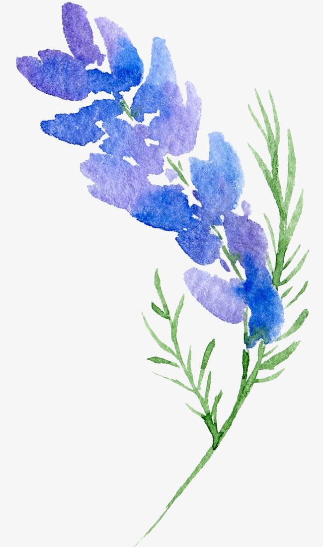 Free: Flowers watercolor, png transparent background 