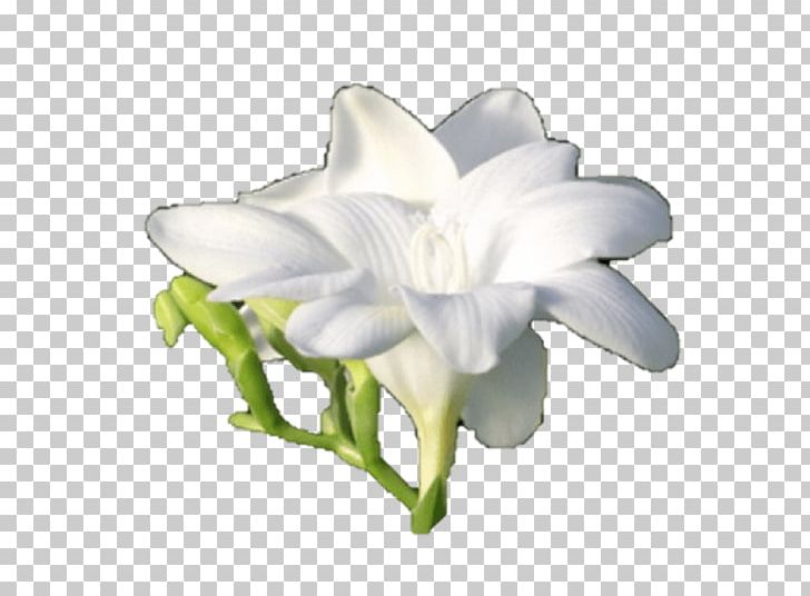 Freesia Cut Flowers Bulb Plant Stem PNG, Clipart, Bulb, Cut Flowers, Erythronium, Flower, Flowering Plant Free PNG Download